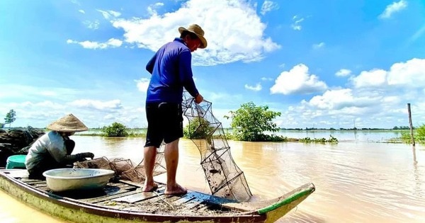 Cá linh non đã về khi mực nước đầu nguồn ở An Giang, Đồng Tháp mang theo sản vật mùa nước nổi - Ảnh 2.